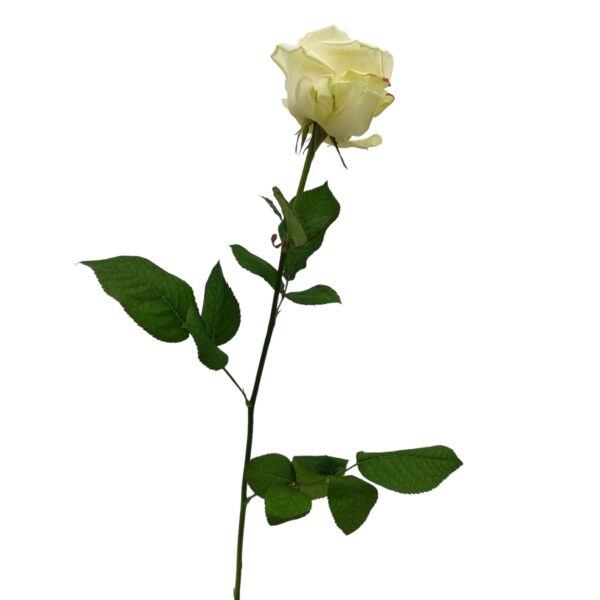 Rose weiß 003