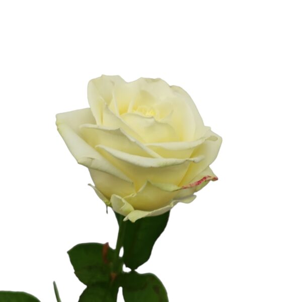 Rose weiß 003 – Bild 2