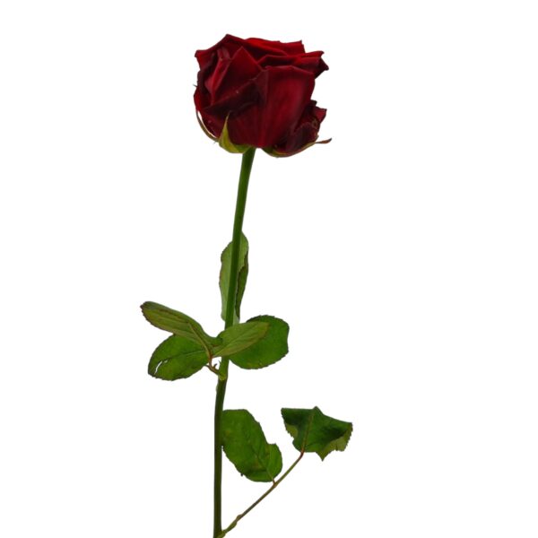 Rose rot 001