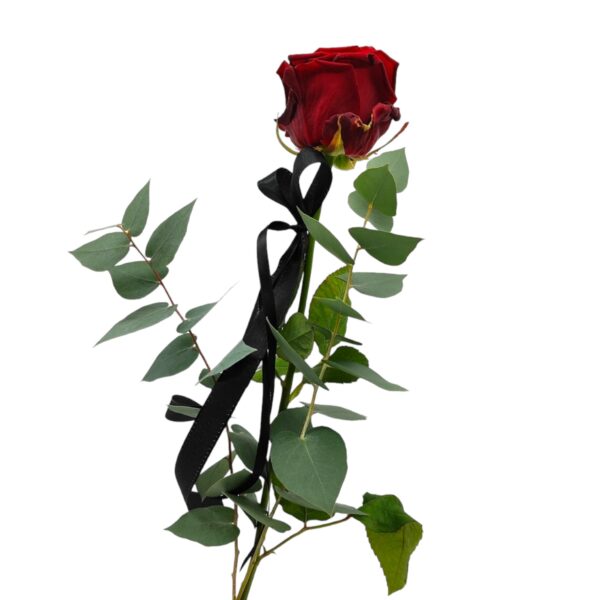 Rose rot mit Band & Beiwerk 002