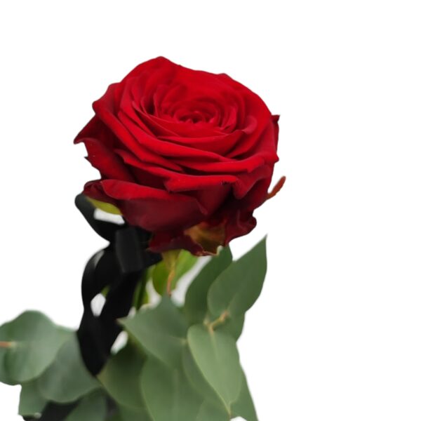 Rose rot mit Band & Beiwerk 002 – Bild 2